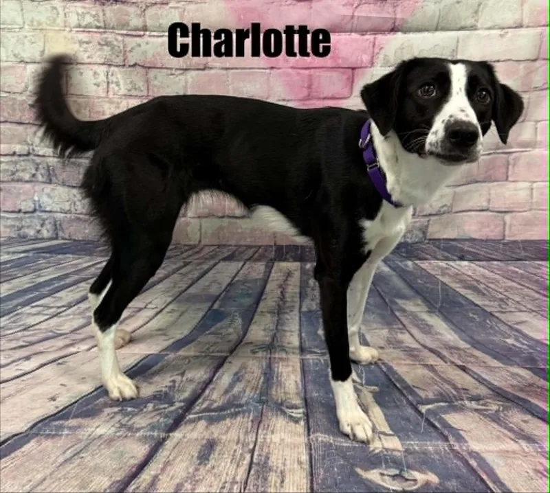 Charlotte thumbnail 2