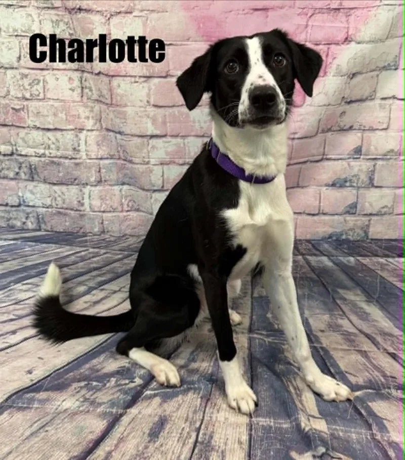 Charlotte thumbnail 3