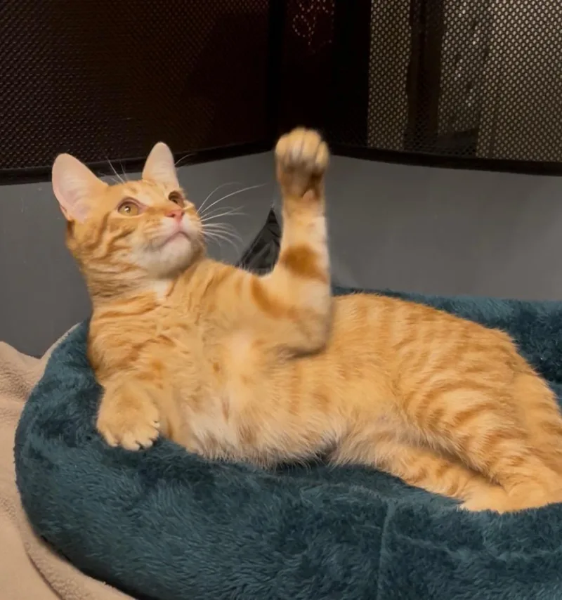 A baby medium-sized male Tabby (Orange / Red) Domestic Short Hair cat named Jude for adoption in Lauderhill, FL