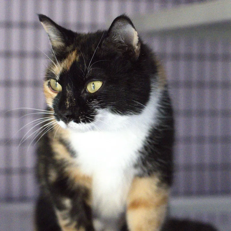 An adult medium-sized female Calico cat named Mercy  Friendly And for adoption in Hoquiam, WA