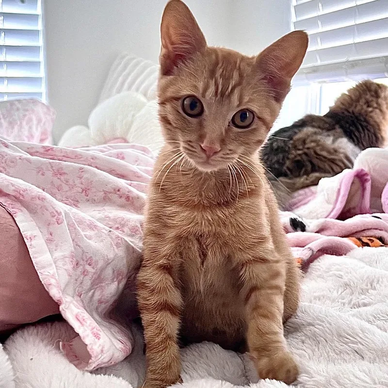 A baby small-sized male Orange / Red Domestic Short Hair cat named Falkor for adoption in Las Vegas, NV