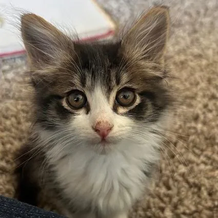 A baby small-sized male Gray / Blue / Silver Domestic Medium Hair cat named Billy for adoption in Prescott, AZ