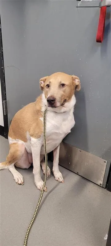 An adult large-sized female Labrador Retriever dog named Simone for adoption in West Chester, PA