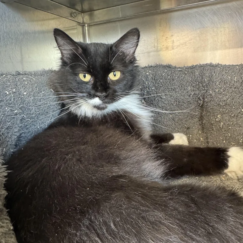 A young medium-sized female Domestic Medium Hair cat named Mama for adoption in Woodbridge, CT