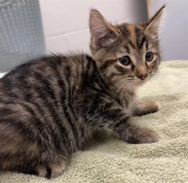 A baby small-sized female Domestic Short Hair cat named Linda Spaghetti for adoption in Peoria, IL