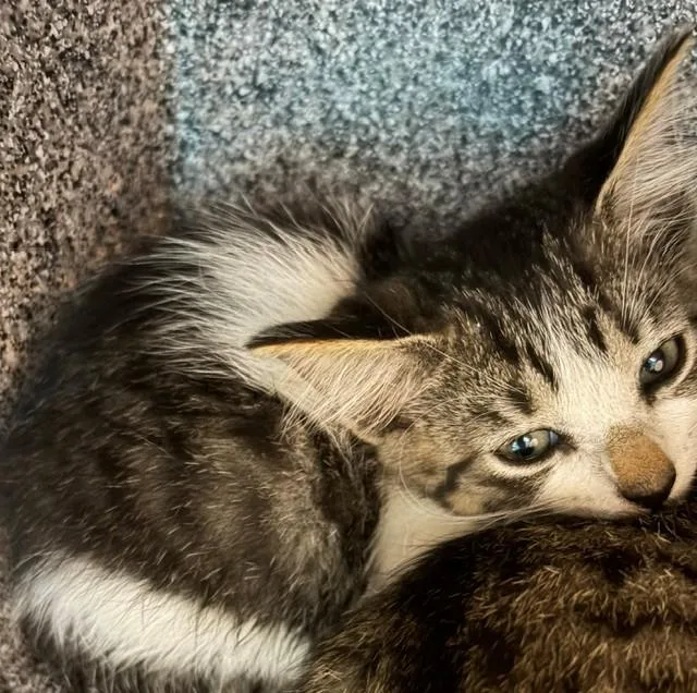 A baby small-sized female Domestic Short Hair cat named A for adoption in Naples, FL