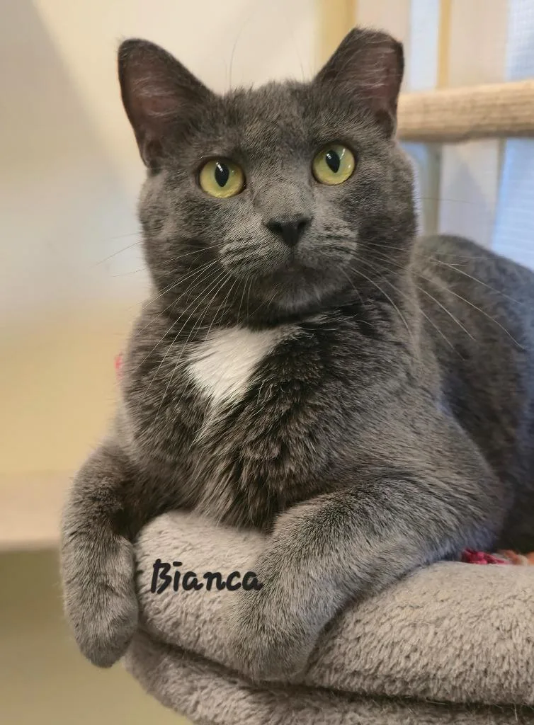 An adult medium-sized female Domestic Short Hair cat named Bianca for adoption in Cedar Rapids, IA