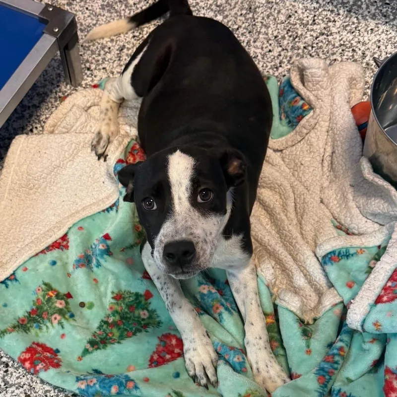 A young medium-sized male Black Australian Cattle Dog / Blue Heeler dog named Boyd for adoption in Madisonville, TN