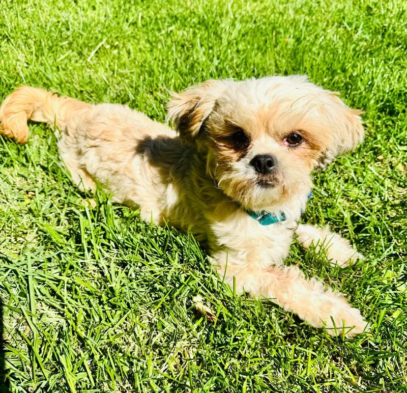 Chewy thumbnail 2