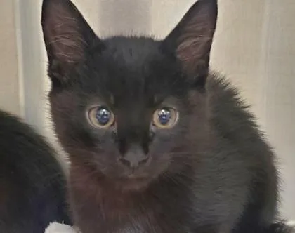 A young large-sized male Domestic Short Hair cat named Babka for adoption in Kansas City, MO