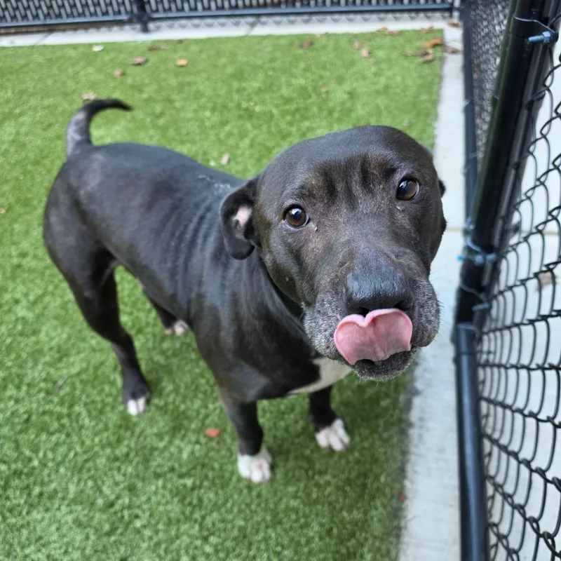 An adult medium-sized female Brown / Chocolate Pit Bull Terrier dog named Thelma for adoption in Greensboro, NC