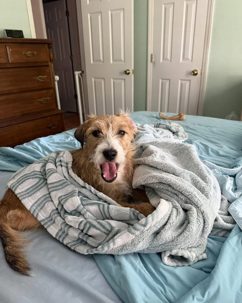 A young medium-sized female Mixed Breed dog named Tawny for adoption in Thomasville, NC