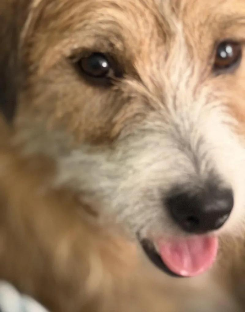 Tawny thumbnail 2