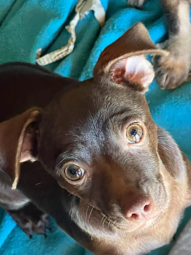 A young small-sized female Chihuahua dog named Baby for adoption in Phoenix, AZ