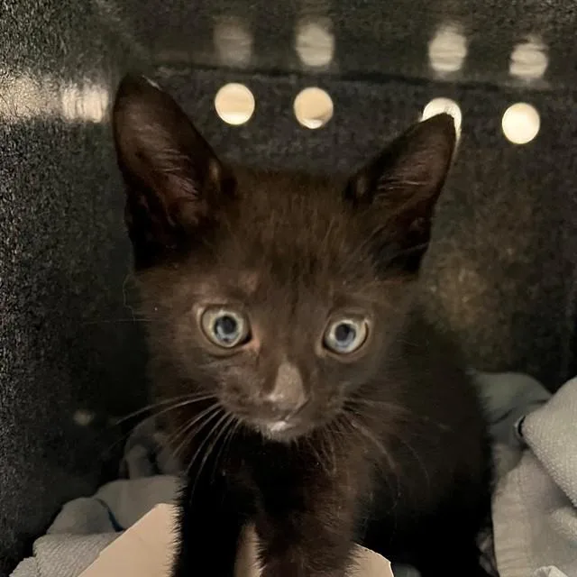 A baby small-sized male Domestic Short Hair cat named Mr. Jinx for adoption in Naples, FL