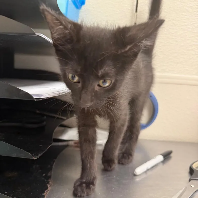 A baby small-sized male Black Domestic Short Hair cat named Feline for adoption in Columbiana, AL