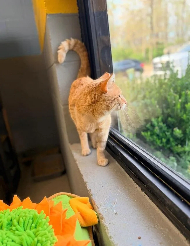 Symphony thumbnail 2