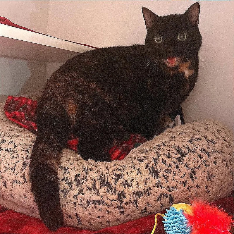 A senior large-sized female Tortoiseshell Domestic Medium Hair cat named Lady Bell for adoption in South Burlington, VT