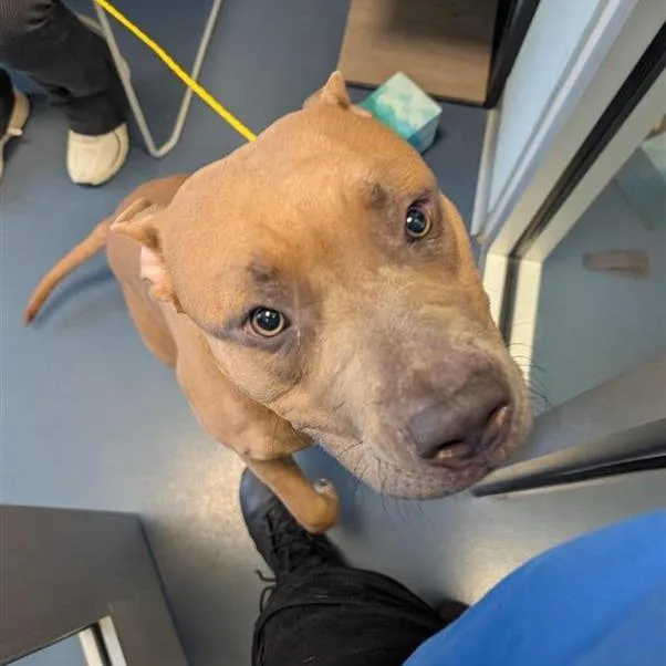 A young medium-sized male Brown / Chocolate Pit Bull Terrier dog named Monsoon for adoption in Greensboro, NC