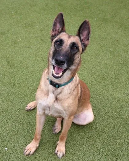 An adult large-sized female Mixed Breed dog named Belly for adoption in Athens, GA