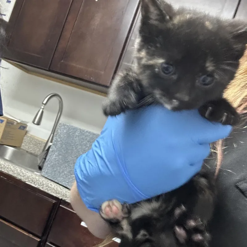 A baby small-sized female Domestic Short Hair cat named Sancocho for adoption in Newark, NJ