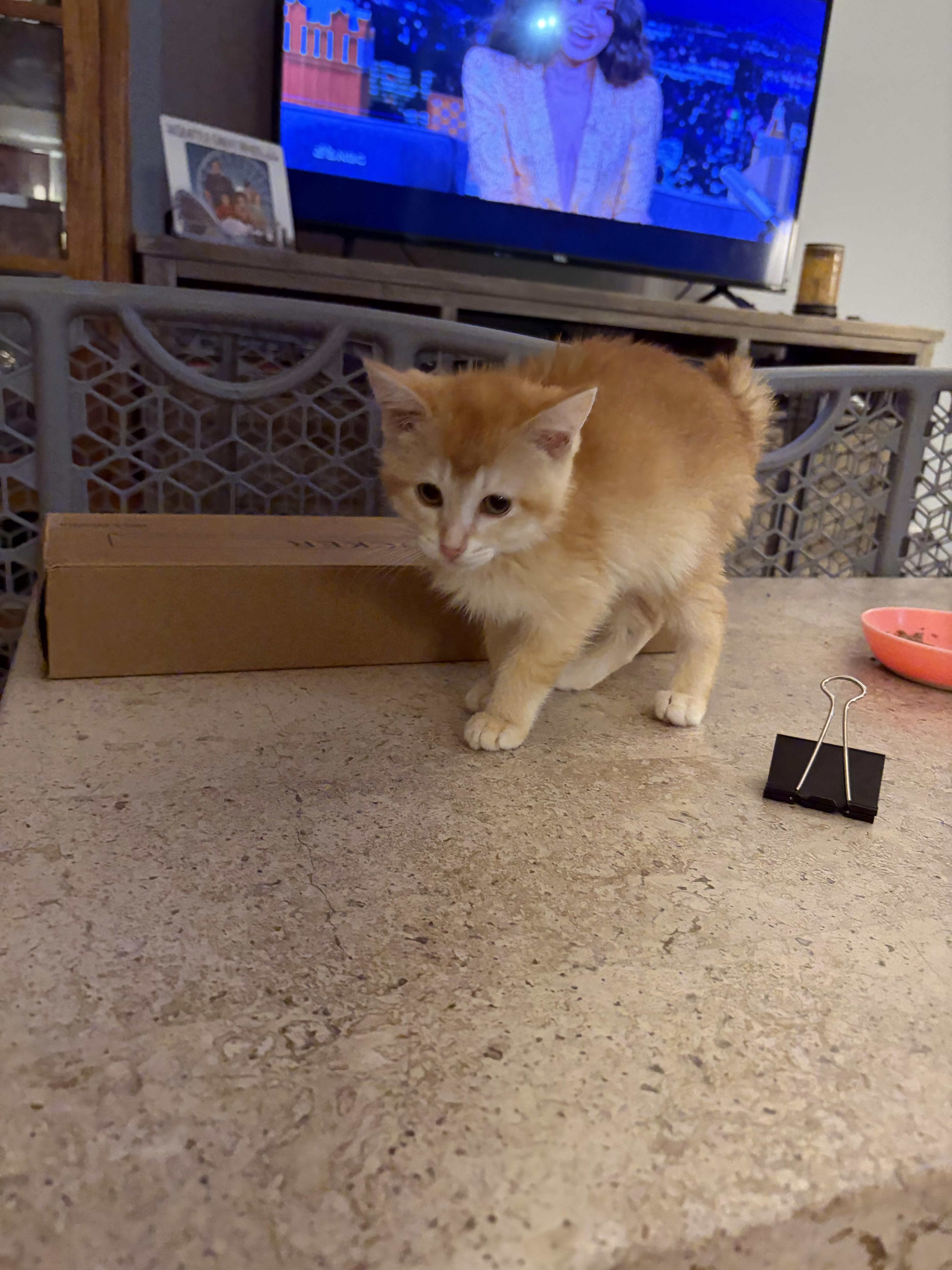 A young medium-sized female Orange & White Domestic Short Hair cat named Amber for adoption in Wheeling, IL
