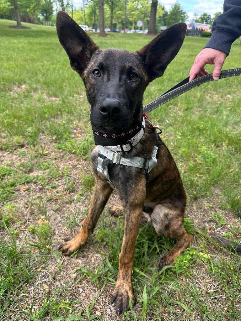 A baby large-sized male Dutch Shepherd dog named Vince for adoption in Ewing, NJ
