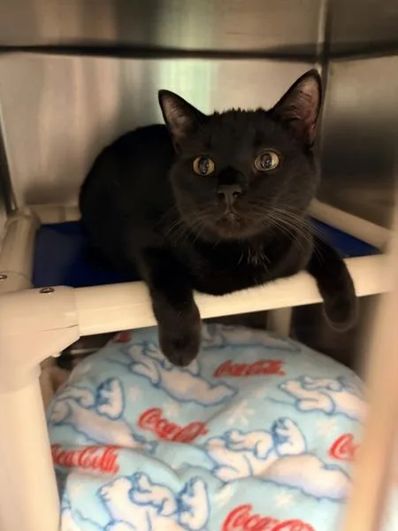 An adult medium-sized male Domestic Short Hair cat named Nintendo Switch for adoption in Millersville, MD
