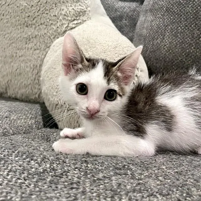 A baby small-sized male Domestic Short Hair cat named Pebble for adoption in Tallahassee, FL