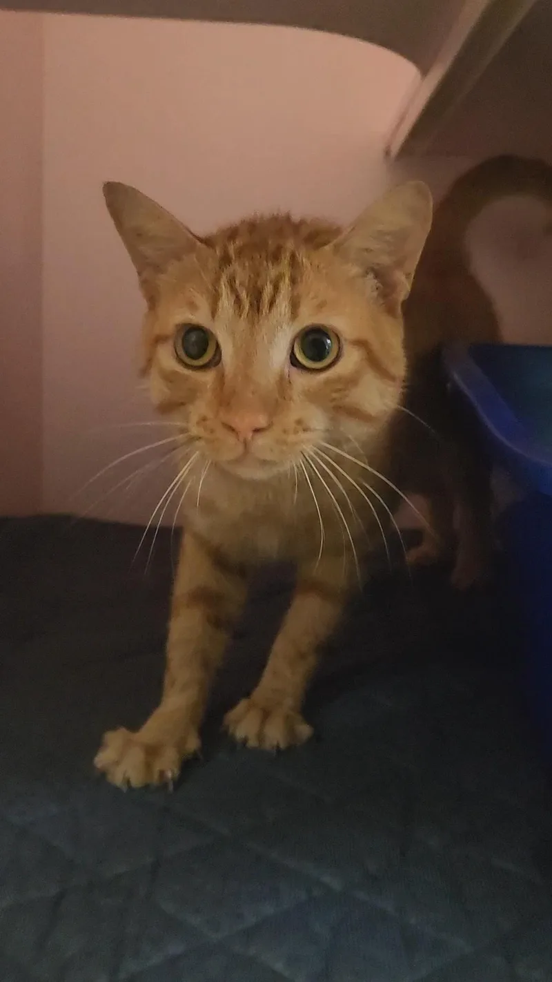 A young medium-sized male Tabby (Orange / Red) Domestic Short Hair cat named Harry for adoption in Charleston, SC