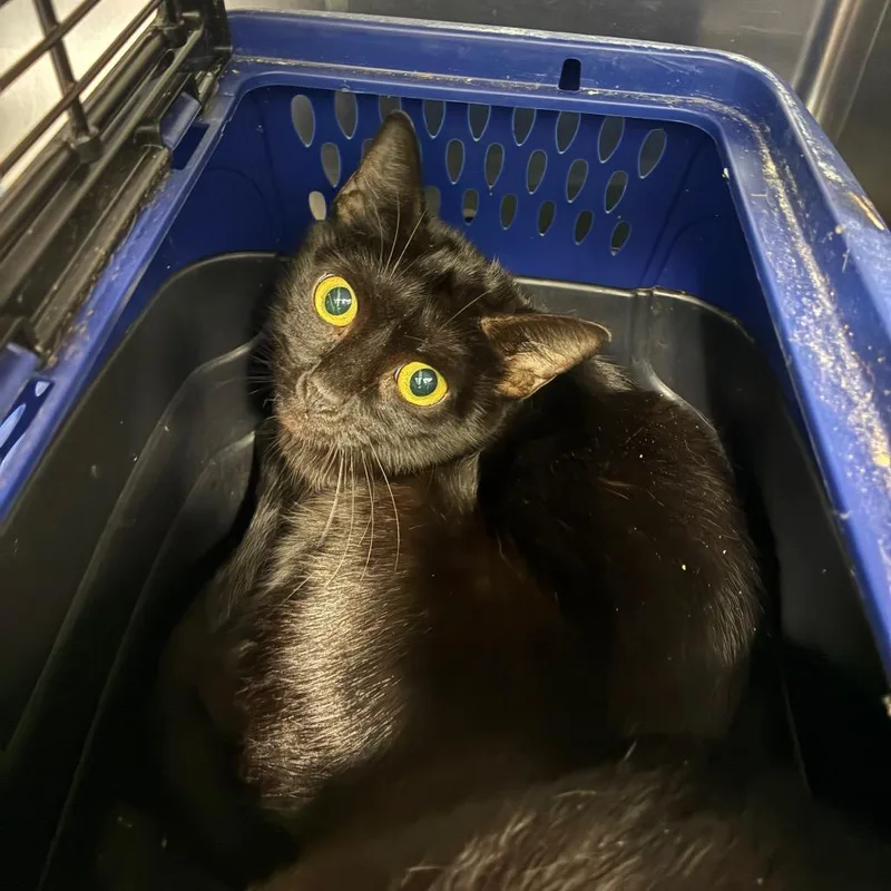An adult medium-sized female Domestic Short Hair cat named Treasure Chest for adoption in Greensboro, NC