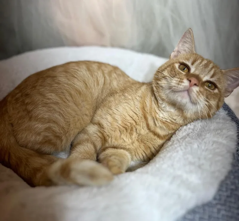 A young medium-sized male Domestic Short Hair cat named Atticus for adoption in Wintersville, OH