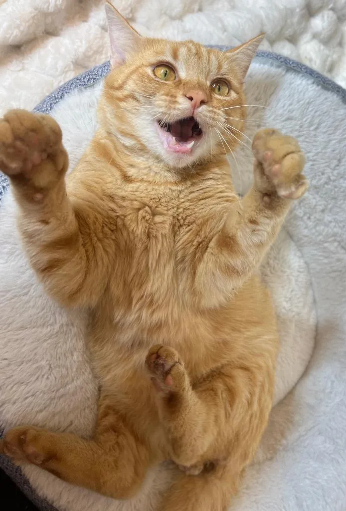Atticus thumbnail 3