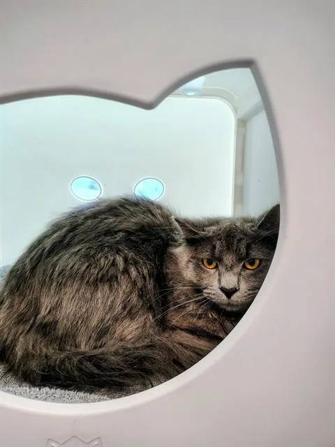 A young medium-sized male Domestic Short Hair cat named Scissors for adoption in Leesburg, VA