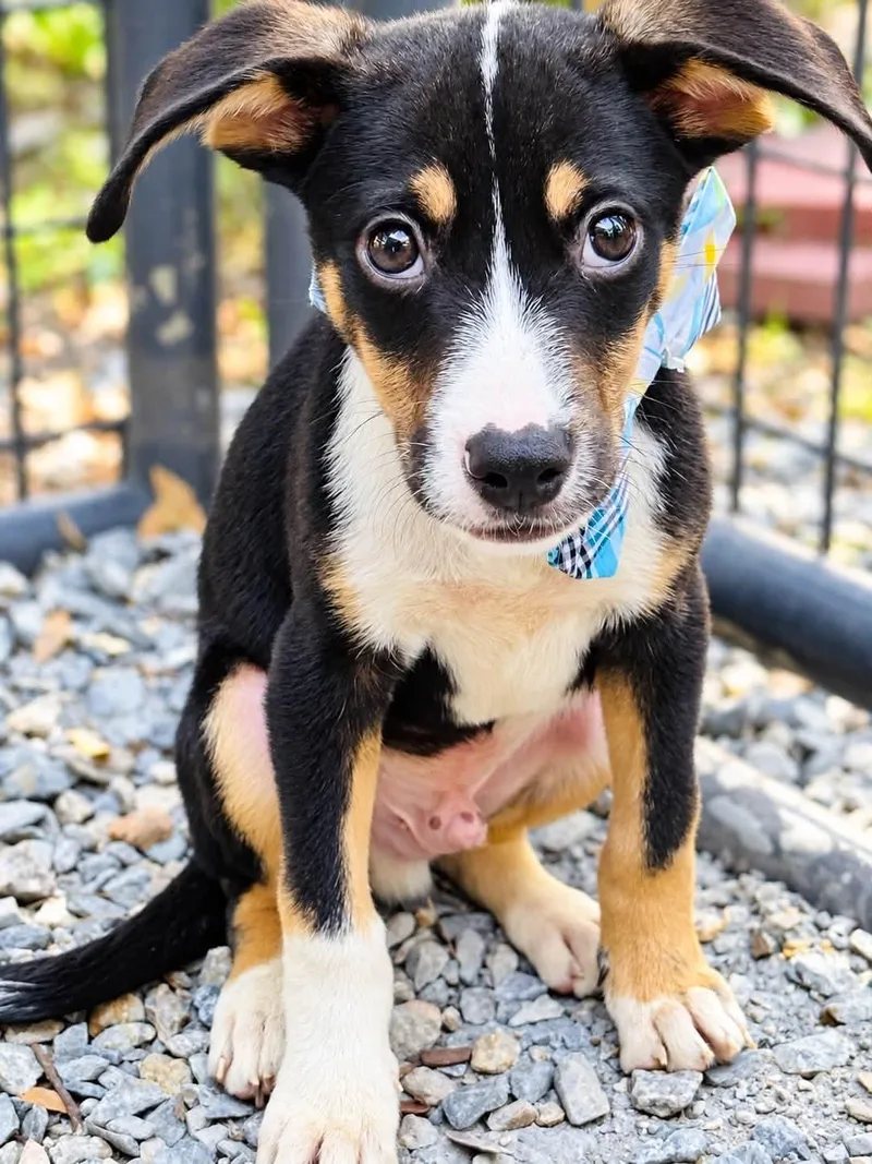 A baby medium-sized male Beagle dog named Axel for adoption in Nahunta, GA