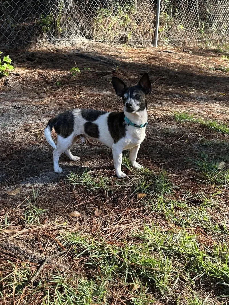 Rufus