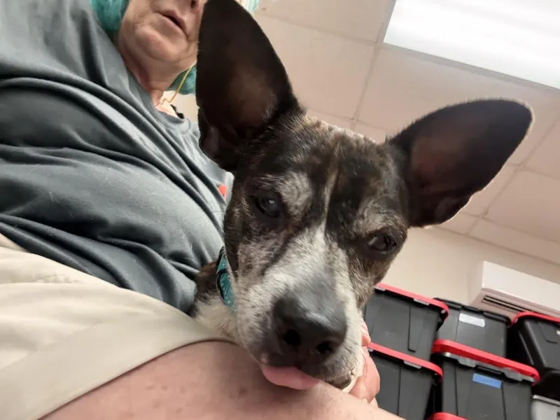 Rufus thumbnail 2