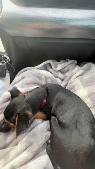A young small-sized female Chihuahua dog named Callie for adoption in Matthews, NC