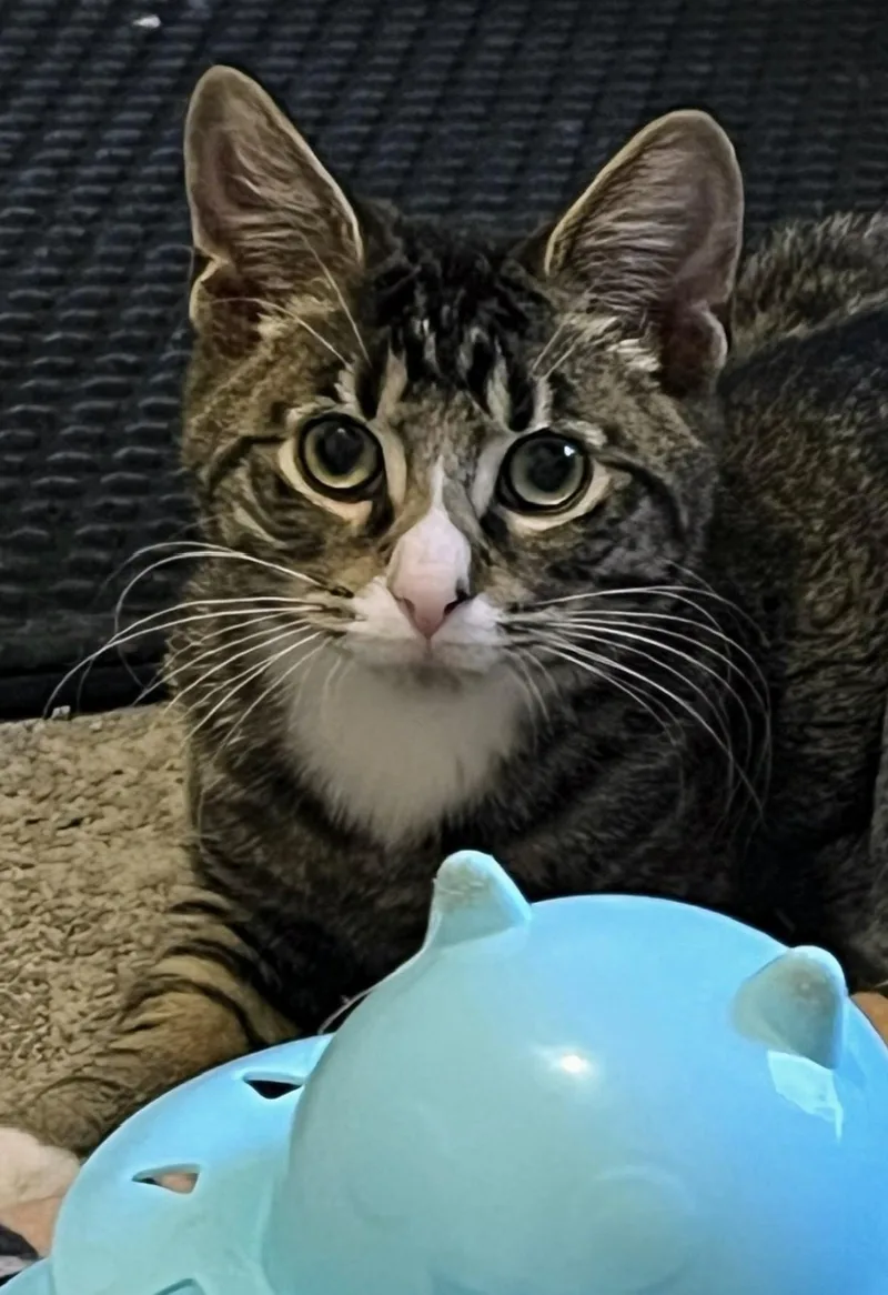 A young large-sized male Brown / Chocolate Domestic Short Hair cat named Roo for adoption in Allentown, NJ