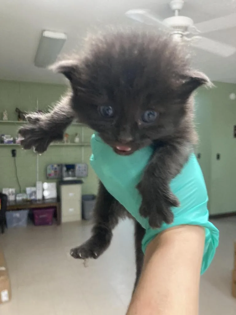 A baby medium-sized male Domestic Short Hair cat named Eggplant for adoption in Burnsville, NC