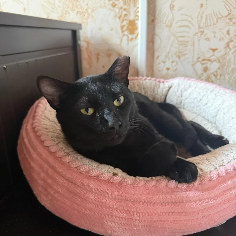 An adult medium-sized male Black Domestic Short Hair cat named Delmar for adoption in Brooklyn, NY