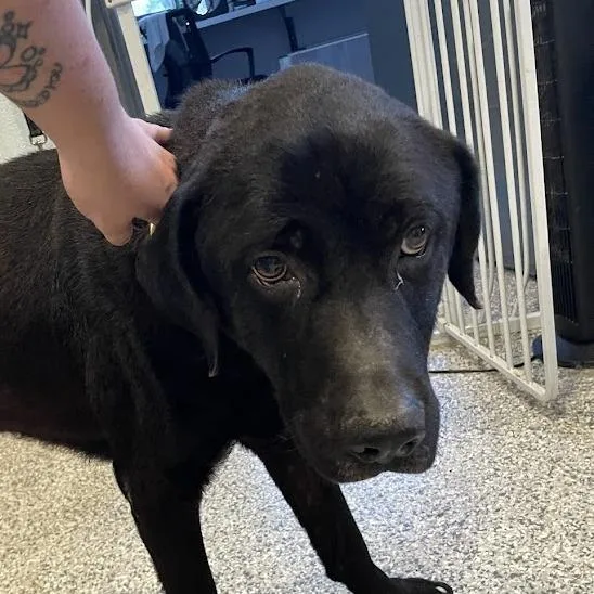 An adult large-sized male Black Black Labrador Retriever dog named Jasper for adoption in Port Charlotte, FL