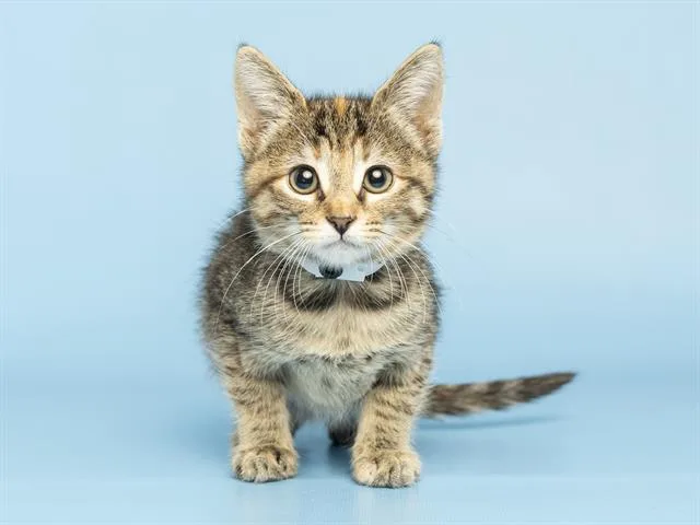 A baby small-sized female Domestic Short Hair cat named Porter for adoption in Phoenix, AZ