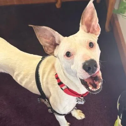 Quad Pup: John thumbnail 2