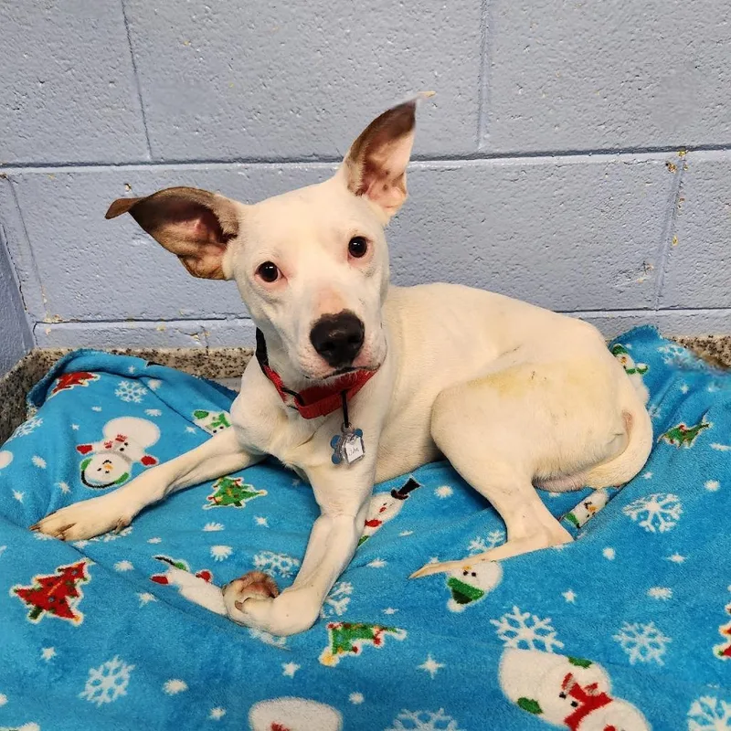 Quad Pup: John thumbnail 3