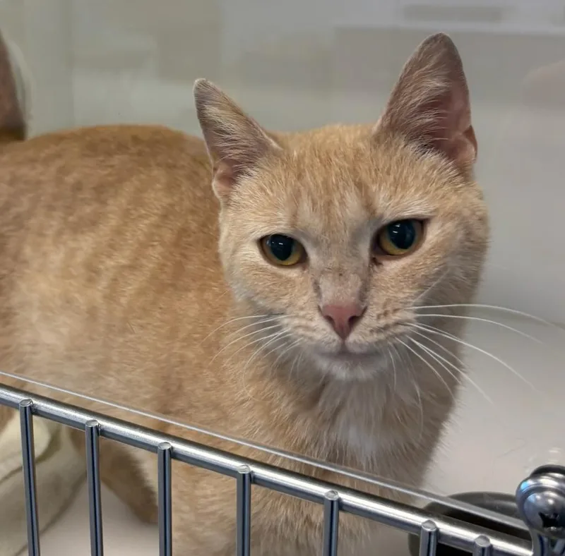 A young large-sized female Domestic Short Hair cat named Amelia for adoption in Greenfield, IN