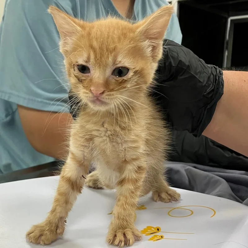 A baby small-sized female Domestic Short Hair cat named Broccoli for adoption in Las Cruces, NM