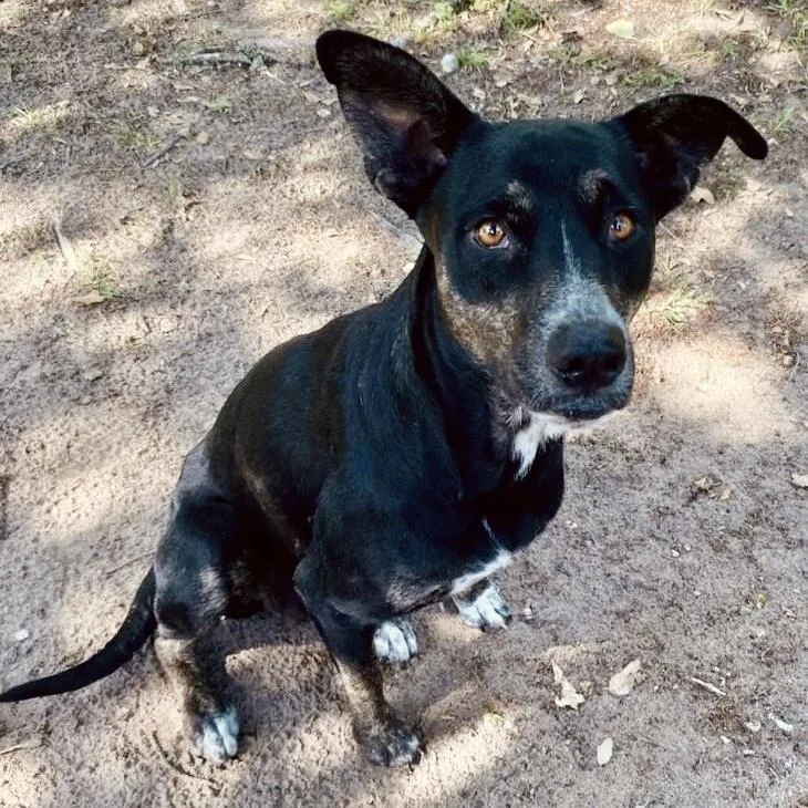 An adult medium-sized female Black Australian Cattle Dog / Blue Heeler dog named Pepper for adoption in Houston, TX