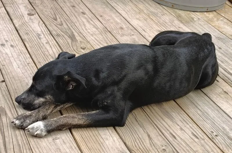 Pepper thumbnail 3
