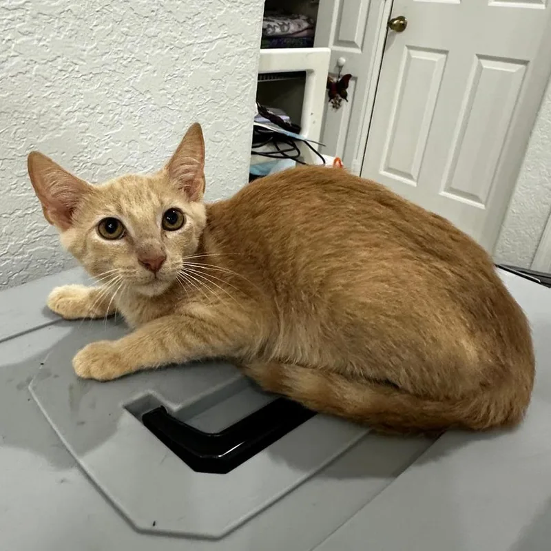 A young medium-sized male Orange & White Domestic Short Hair cat named Cancun for adoption in miami, FL